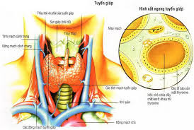 Viêm tuyến giáp, chẩn đoán và điều trị - PGS Hà Hoàng Kiệm