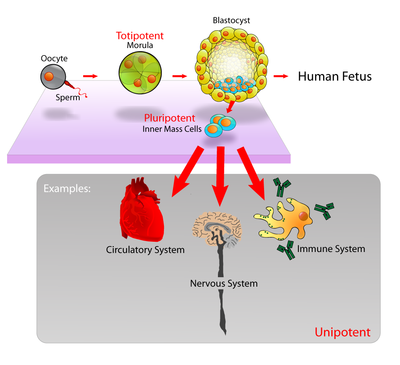 Các nhược điểm và hạn chế của pluripotent stem cells là gì?