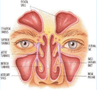 Viêm xoang là gì và có những triệu chứng như thế nào?
