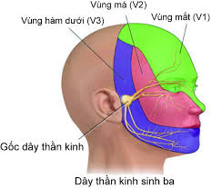 Tại sao dây thần kinh số 5 được gọi là dây thần kinh tam thoa?
