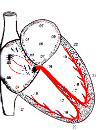 Làm thế nào để phân biệt các sóng P trên đồ thị điện tim?

