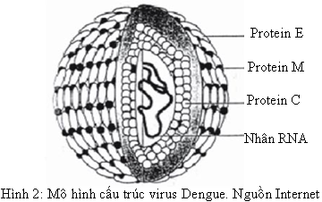 Cấu trúc di truyền của virus dengue có những đặc điểm gì?
