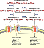 Sinh bệnh học của nhiễm CoV-19: Vai trò của men chuyển ACE2