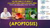 Chết tế bào theo chương trình (Apoptosis)
